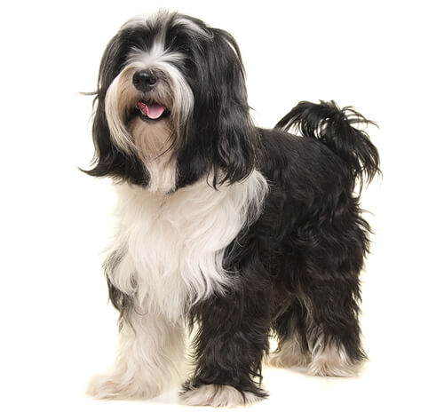 Cane cheap tibetan terrier